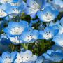 【ひたち海浜公園】ネモフィラの花