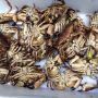 Crab