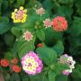 One plant with flowers in 5 different colors!?