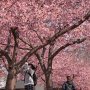 【宇都宮城址公園の河津桜2017】写真を撮る人やジョギング、ウォーキングする人がいるくらいの静かな雰囲気も自分好みです 