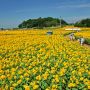本日より筑西市でひまわりフェスティバスが開催されます 今年の見頃はもうちょっと先のようですが一面に広がる黄色い絨毯を是非！ http://ht.ly/ASKUp http://ht.ly/ASL5p