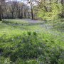 Sorghvliet zee van blue bells