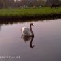 Lente ook voor deze zwaan