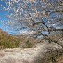 【西渓園】山の斜面を白梅が川のように流れていく様は実に見事です♪ 