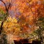 【蓬莱山】栃木県南の紅葉スポットといえば佐野市に位置する蓬莱山が有名です