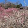 まもなく見頃を迎える茨城の筑波山梅林 山の斜面にありますので健脚な方向けかも♪