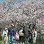 【権現堂桜堤】10時を過ぎてお客さんも増えてきました まあ土日はこんなもんじゃないだろうけどｗ