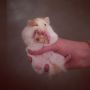 Hamster with a cookie. 
I rest my case.