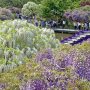 【あしかがフラワーパーク2017】水上花壇の周りは庭木作りの藤でいっぱい 