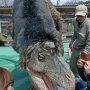 【佐野スプリングフェスティバル】こっち来んな！ ○（#ﾟДﾟ）=（　 #）≡○)Д`)･∴'.