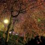 【栃木の桜】上三川城址公園の夜桜 ライトアップと言うよりただ街灯が点いてるだけですｗ 上三川、もっとがんがれよ...(;´Д｀)