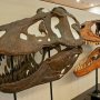 【那須野が原博物館 大恐竜展Ⅱ】館内に入ると獣脚類のヘッドがお出迎え～ 黒い方がティラノサウルス、奥にあるのがカルカロドントサウルス 