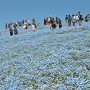 【ひたち海浜公園2016】やはりここには天気の良い日に訪れたいものです 青空は最高のエッセンスですしおすし 今年の春は特に曇り空ばかりだからなー 