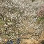 【西渓園】足利の隠れた梅の名所も見頃になりました～♪ 