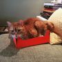 Poes past dat?