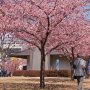 【宇都宮城址公園の河津桜2017】関東の南部では早咲きの河津桜はすでに見頃を過ぎてしまったようですがとつぃぎはこれからですよ！