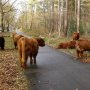 Not only people out on the bike path today; got joined by these big guys too!