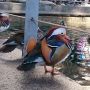 Fancy duck is fancy