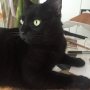Angus has learned to purr again this week. Another wee stage forward. 