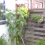 Mn hoge zonnebloemen die door mn raam heen gluren :D
