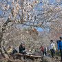 【筑波山梅林2017】山頂方面にレンズを向けた方が綺麗に撮れました♪ お天気に恵まれて本当に良かったｗ 