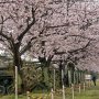 【土浦駐屯地桜まつり】開催期間が二日あればどっちかは晴れるだろうと余裕こいてたらまさか両方雨降りに当たるなんて...(；´Д｀)ｿﾘｬﾅｲｾﾞ 
