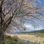 【栃木の桜】日光市・大谷川グリーンパークの桜 県内でも最終盤となる日光の桜も是非見て頂きたいです