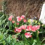 Tulips in San Francisco

Transplanted from Holland. Just like me for the week.