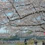【つつじが岡公園】桜と鯉のぼりの共演がここのハイライトです