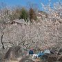 【筑波山梅林2017】梅林の一番高い所にある東屋周辺 高い場所の方が綺麗に咲いていた感じでした～ 
