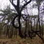 In het bos #bomen #natuur #bos 