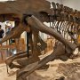 【那須野が原博物館 大恐竜展Ⅱ】獣脚類特有の強靭な後脚に対して取ってつけたような短い前脚ｗ これで自重を支えられんの？ｗ 