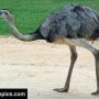 @PaoloViscardi rhea are smaller or you could put it in the general flightless bird category? 