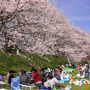 「いくぞ花見王 酒の貯蔵は充分か？」 北関東も桜シーズン突入ｷﾀ━━(ﾟ∀ﾟ )ｷﾀ(　ﾟ∀ﾟ) (｡Ａ ｡ )ｷﾀ━━!!