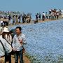 【ひたち海浜公園】お客さんがマジ尋常じゃない数なんだが... (ﾟ∀ﾟ; ｱｾｱｾ 大名行列でつか...ｗ