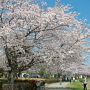 【つつじが岡公園】こちらも現在ほぼ満開です