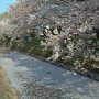 【真岡市・城山公園】花びらが川面を埋め尽くす 