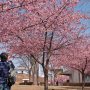 【宇都宮城址公園の河津桜2017】パシャっとな！ Σp[【◎】]ω･´) 