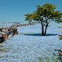 【国営ひたち海浜公園】同公園の春の風物詩『ネモフィラの丘』 ピーク時には「どこの聖地巡礼だよｗ」って位に人が押し寄せます(笑)