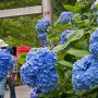 【太平山あじさい坂 2017】紫陽花といえばやっぱり紫色のが定番ですが見頃まではもう一息といった感じか 北関東の紫陽花はまだまだこれからのようです 