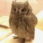 今日のカラコル(*ﾟθﾟ) 羽角がいっちょまえにかっこいいぞ！