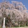 【栃木の桜】宇都宮でいち早く見頃になる祥雲寺のしだれ桜 枝振りが見事です