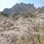 今日は最後のソメイヨシノを堪能しようとグンマーの妙義山さくらの里に行ってｷﾀ━━ヽ(ﾟ∀ﾟ )ﾉ━━!!