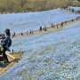【ひたち海浜公園2016】個人的にはここのネモフィラは丘の上から見下ろした方が綺麗だと思うの お越しの際は是非丘を登ってみてください～