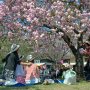 【天平の丘公園の八重桜】春の足跡は残さなくちゃね♪ 