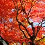 見上げれば秋色の空