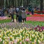 【ひたち海浜公園2016】同園の発表によると今年は270品種26万本のチューリップが植えられているとの事です うーん壮観(人が少ないともっと嬉しいｗ) 