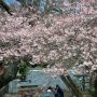 【宇都宮・慈光寺の桜】もう一息ボリュームが欲しいなぁ... まあ曇り空の中、ちょうど陽が差した時に撮れたから良しとすっかｗ (ﾟ∀ﾟ)ｱﾋｬ
