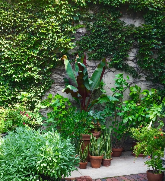 Pretty nice for a Chicago garden, Huh?  Banana, pomegranate, bougainvillea, chaya, brugmansia