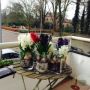 Bloemen in Bloemendaal. 